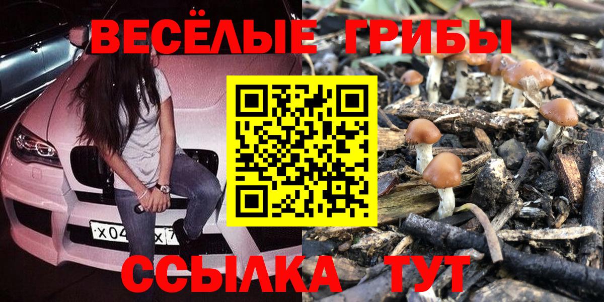 Псилоцибиновые грибы Psilocybe Моздок